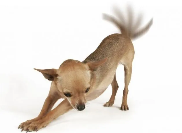Descubren los significados del movimiento de la cola de un Perro ... Descubren los significados del movimiento de la cola de un Perro ...