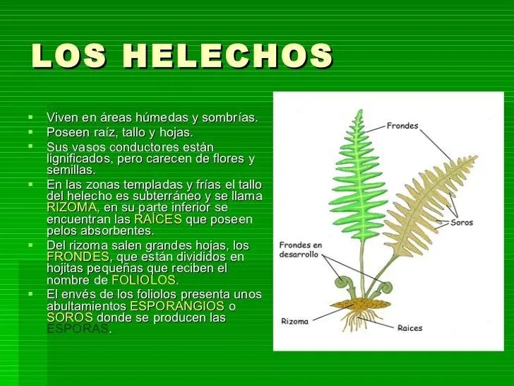 DESCUBRIMOS LAS CIENCIAS: PLANTAS SIN FLORES Y SIN SEMILLAS ...