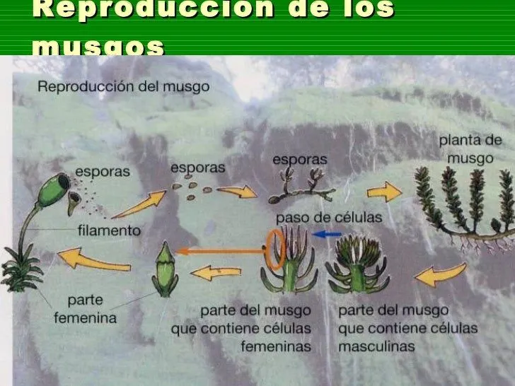 DESCUBRIMOS LAS CIENCIAS: PLANTAS SIN FLORES Y SIN SEMILLAS ...