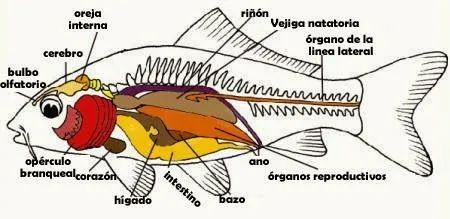 DESCUBRIMOS LAS CIENCIAS: PREPARACIÓN DISECCIÓN DE UN PEZ ÓSEO DESCUBRIMOS LAS CIENCIAS: PREPARACIÓN DISECCIÓN DE UN PEZ ÓSEO