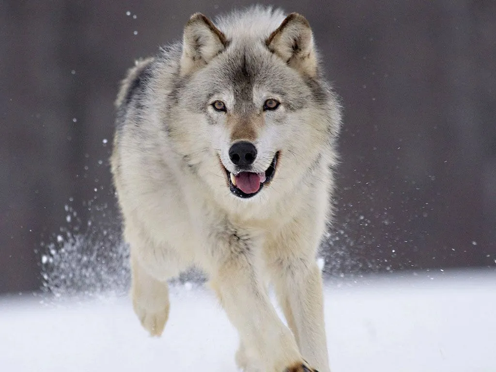 si lo desean aqui mis animales favoritos el lobo spoiler si lo desean aqui mis animales favoritos el lobo spoiler