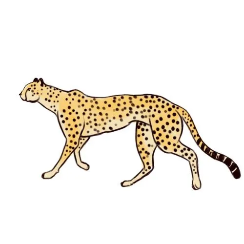 Como Desenhar um Leopardo: 7 Passos (com Imagens) Como Desenhar um Leopardo: 7 Passos (com Imagens)