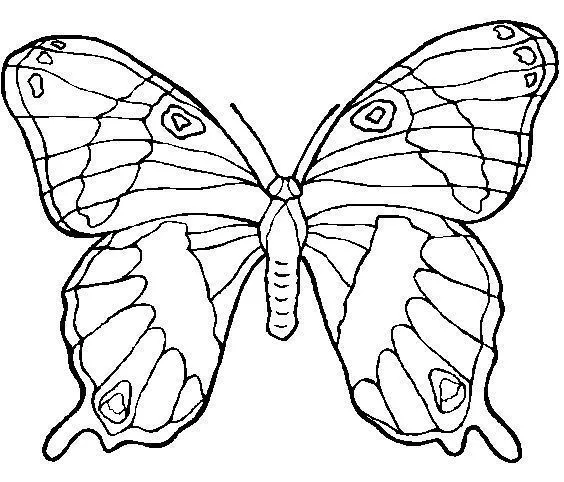 Desenho Borboleta Grande para colorir