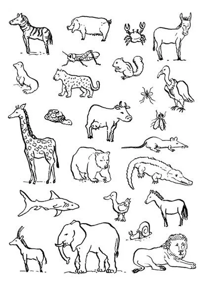 Desenho para colorir animais invertebrados - Imagui Desenho para colorir animais invertebrados - Imagui