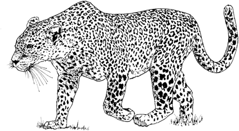 Desenho de Leopardo andando para colorir | Desenhos para colorir e ... Desenho de Leopardo andando para colorir | Desenhos para colorir e ...