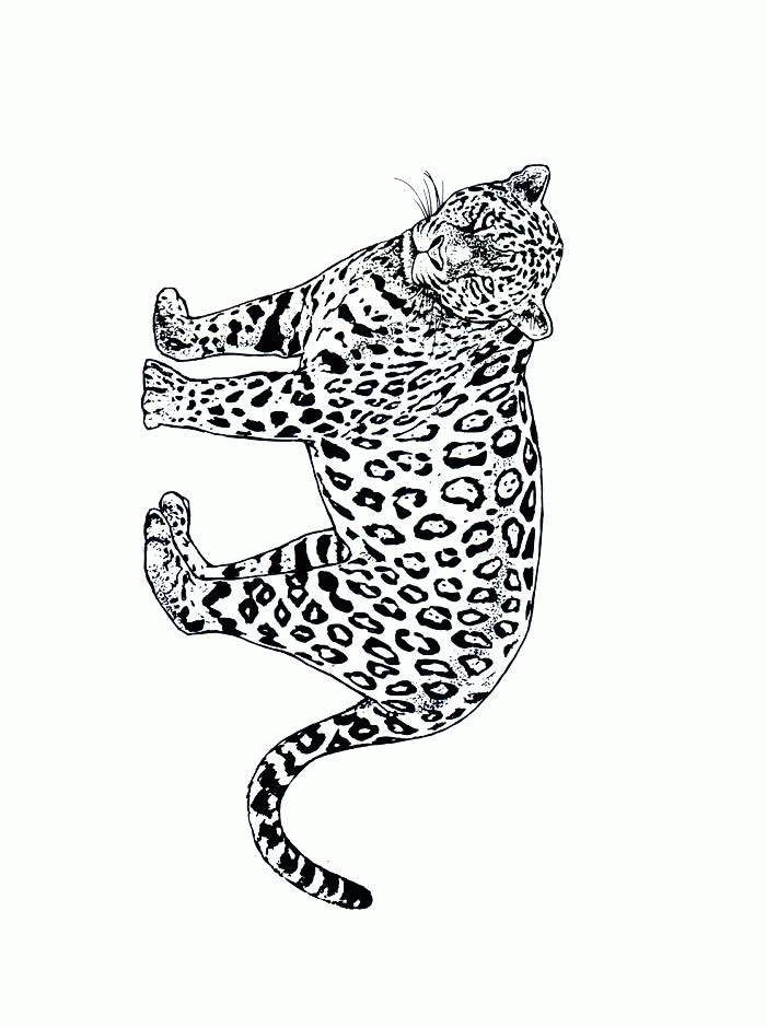 desenhos para colorir diversos gatos,leões,leopardo e onça pintada ... desenhos para colorir diversos gatos,leões,leopardo e onça pintada ...