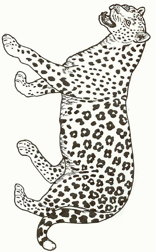 desenhos para colorir diversos gatos,leões,leopardo e onça pintada ... desenhos para colorir diversos gatos,leões,leopardo e onça pintada ...