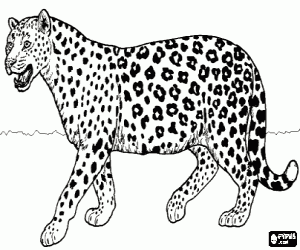 Desenhos de Felinos para colorir , jogos de pintar Felinos ... Desenhos de Felinos para colorir , jogos de pintar Felinos ...
