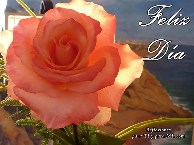 Buenos Deseos para TI y para MÍ: * Hermosa Rosa color melón ... Buenos Deseos para TI y para MÍ: * Hermosa Rosa color melón ...