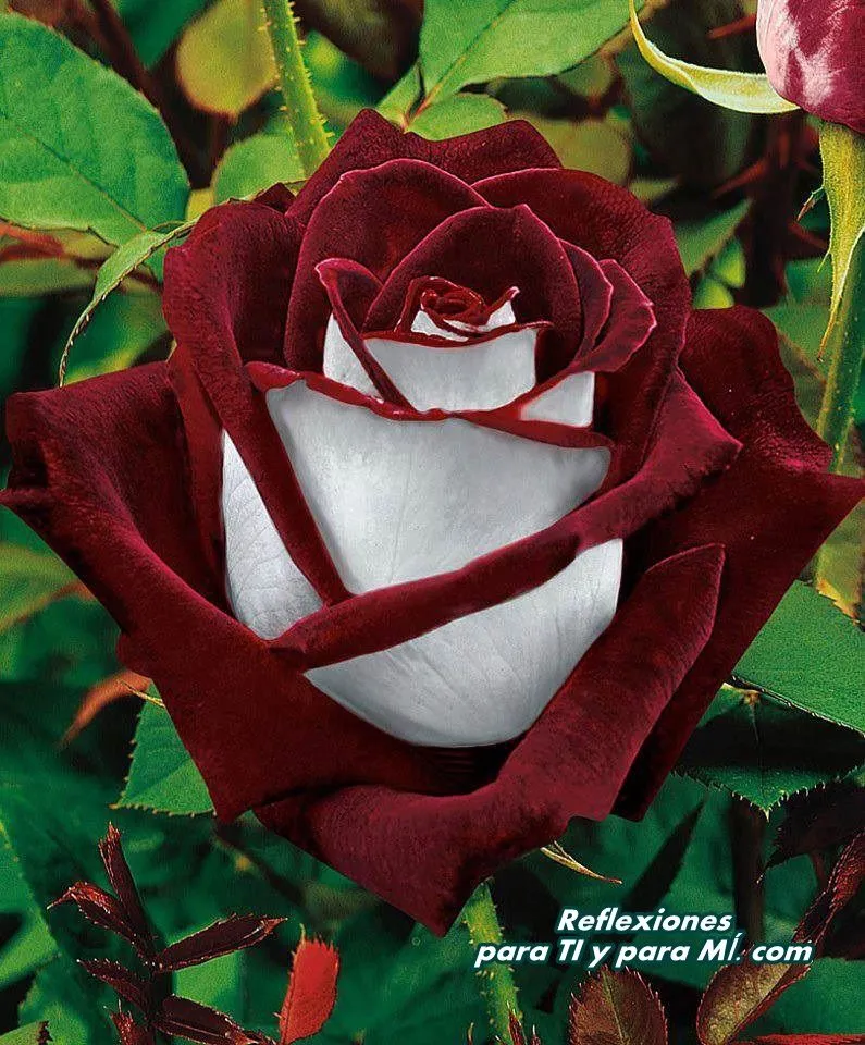 Buenos Deseos para TI y para MÍ: * Hermosa Rosa Vino con Blanco Buenos Deseos para TI y para MÍ: * Hermosa Rosa Vino con Blanco