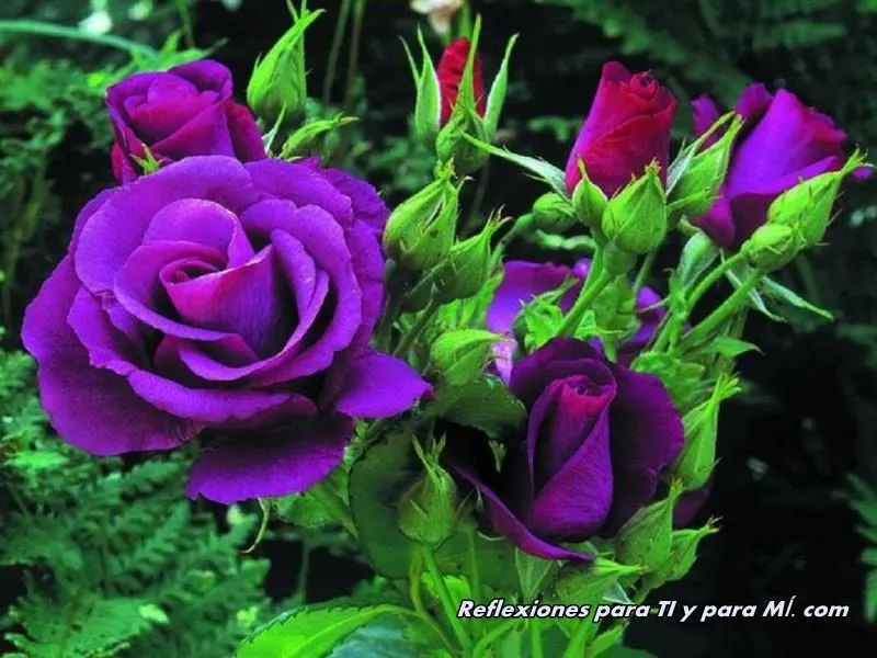 Buenos Deseos para TI y para MÍ: * Hermosas Rosas Moradas Buenos Deseos para TI y para MÍ: * Hermosas Rosas Moradas