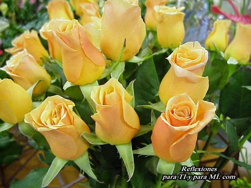 Buenos Deseos para TI y para MÍ: * Hermoso Ramo de Rosas Amarillas