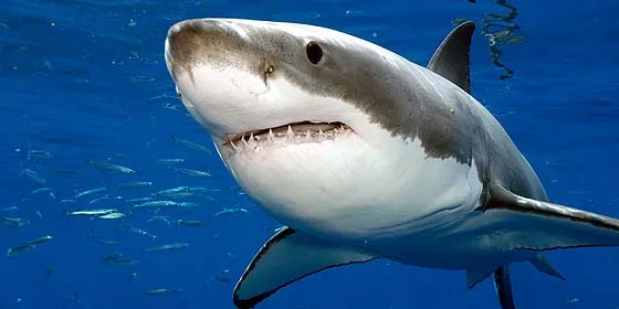 La desesperada lucha de dos submarinistas contra un tiburón blanco ... La desesperada lucha de dos submarinistas contra un tiburón blanco ...