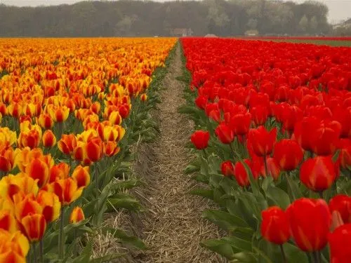 El desfile de las flores - 3viajes