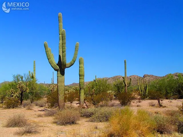 Desierto cálido ~ ECOSISTEMAS
