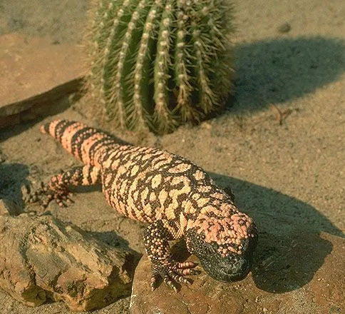El desierto de sonora animales - Imagui