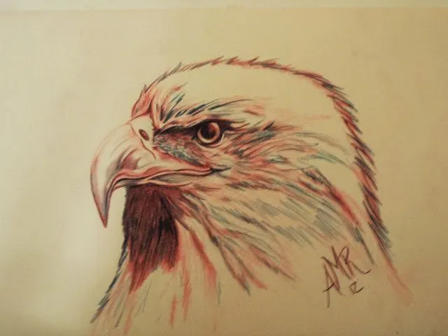 DESIGN ART: dibujo de cabeza de aguila a lapiz de color DESIGN ART: dibujo de cabeza de aguila a lapiz de color