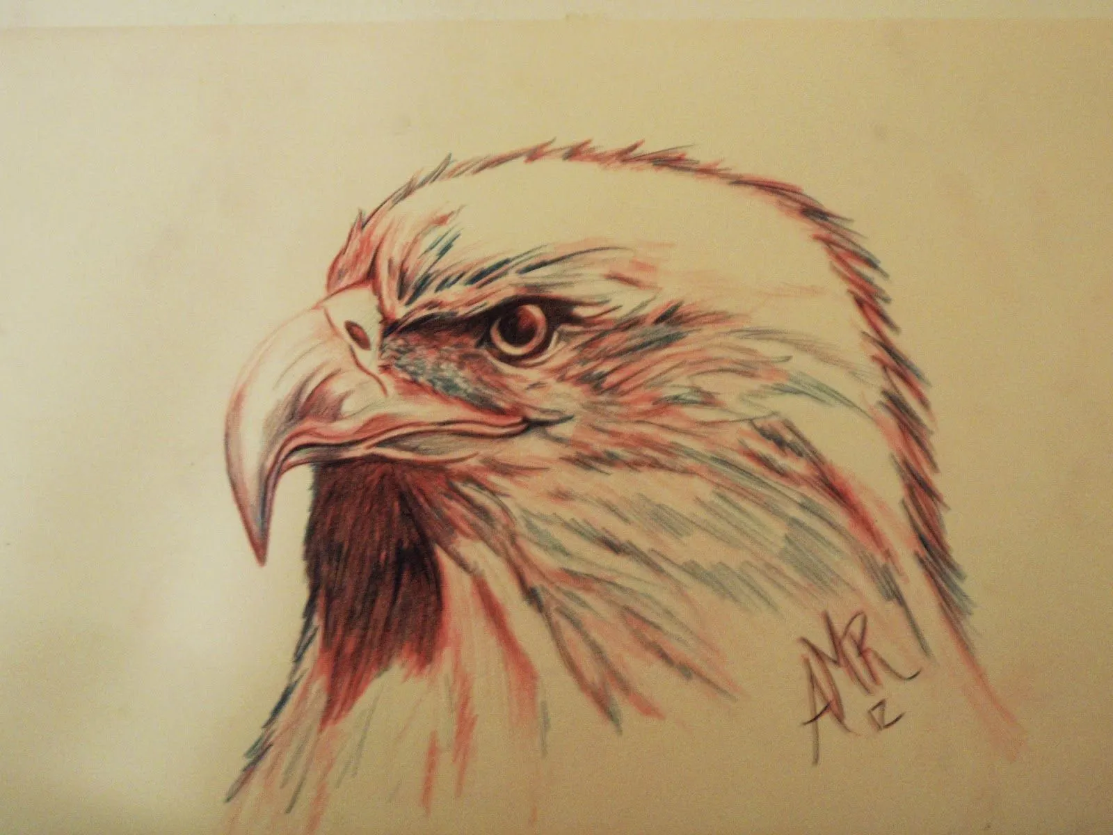 DESIGN ART: dibujo de cabeza de aguila a lapiz de color