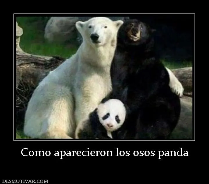 Desmotivaciones Como aparecieron los osos panda