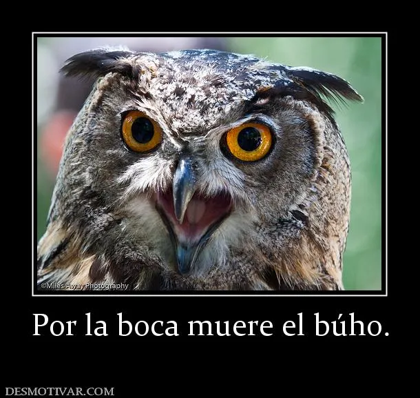 Desmotivaciones Por la boca muere el búho.