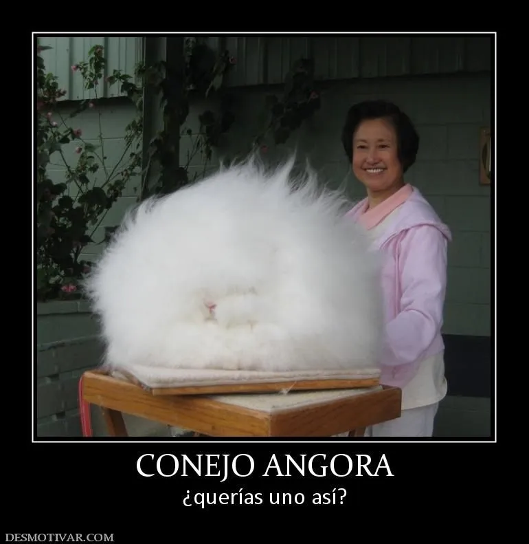 Desmotivaciones CONEJO ANGORA ¿querías uno así? Desmotivaciones CONEJO ANGORA ¿querías uno así?