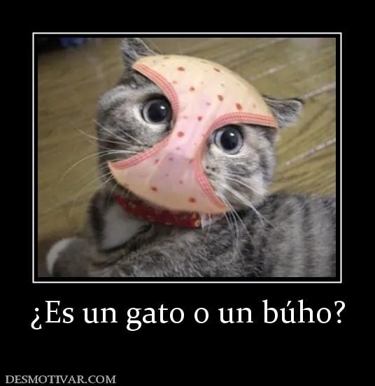 Desmotivaciones ¿Es un gato o un búho?