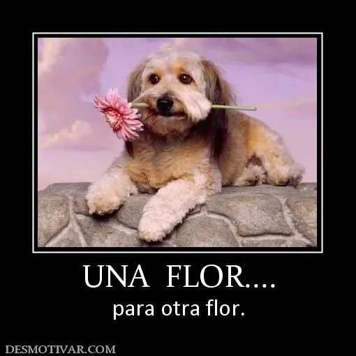 Desmotivaciones UNA FLOR.... para otra flor. Desmotivaciones UNA FLOR.... para otra flor.