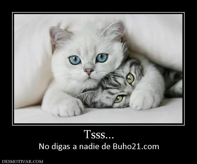Desmotivaciones Gatos