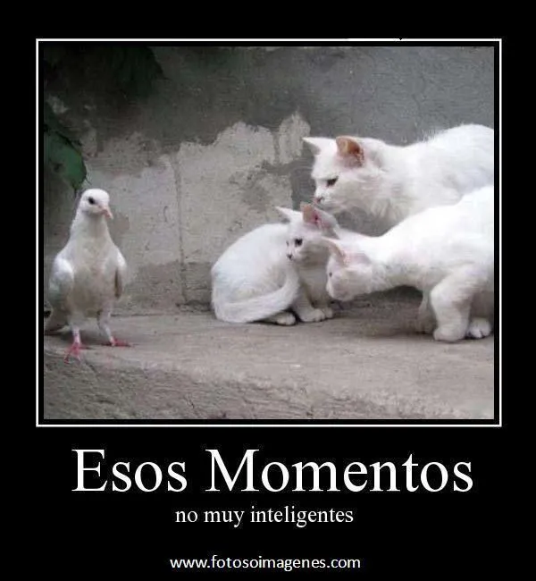 desmotivaciones graciosas de gatos Momentos no muy inteligentes ...