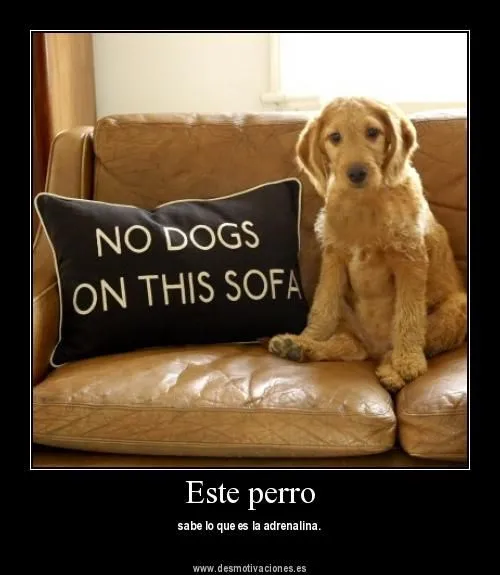 Imagenes de perros graciosos con frases - Imagui