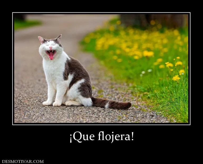 Desmotivaciones ¡Que flojera!