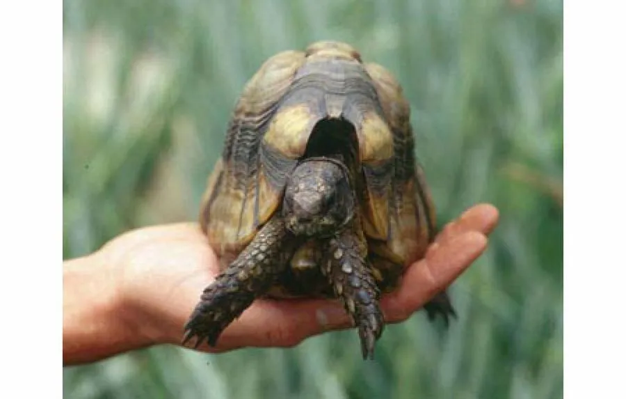 Desparasitación de tu tortuga | Mascotas