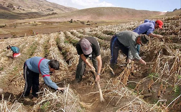 El despegue de zonas rurales estaría generando una "globalización ...