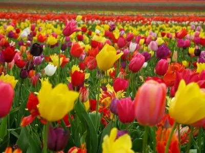 Despertar de primavera – Primera Parte - Jardineria Despertar de primavera – Primera Parte - Jardineria