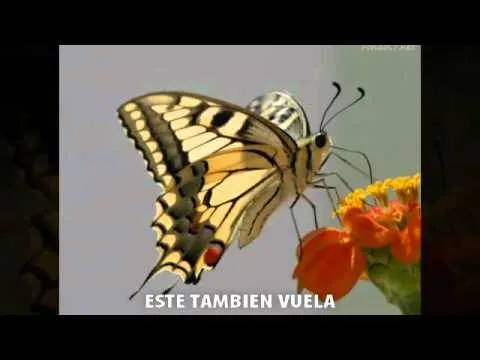 COMO SE DESPLAZAN LOS ANIMALES. - YouTube