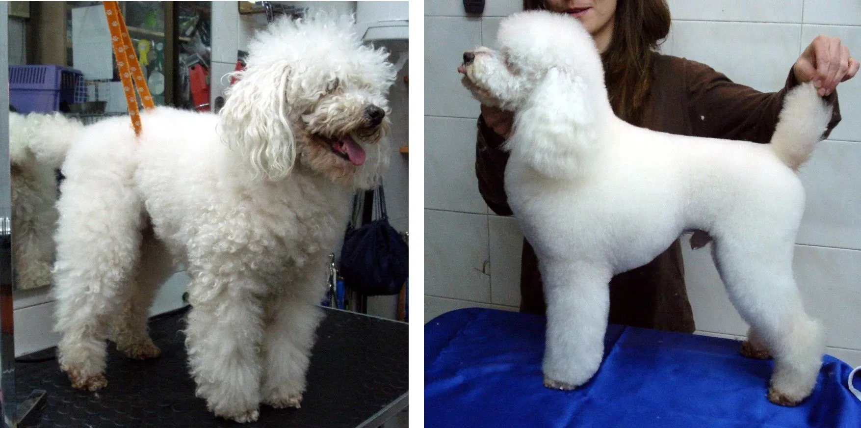 ANTES Y DESPUÉS | SAMI'S PELUQUERÍA Y ESTÉTICA CANINA - CENTRO DE ... ANTES Y DESPUÉS | SAMI'S PELUQUERÍA Y ESTÉTICA CANINA - CENTRO DE ...