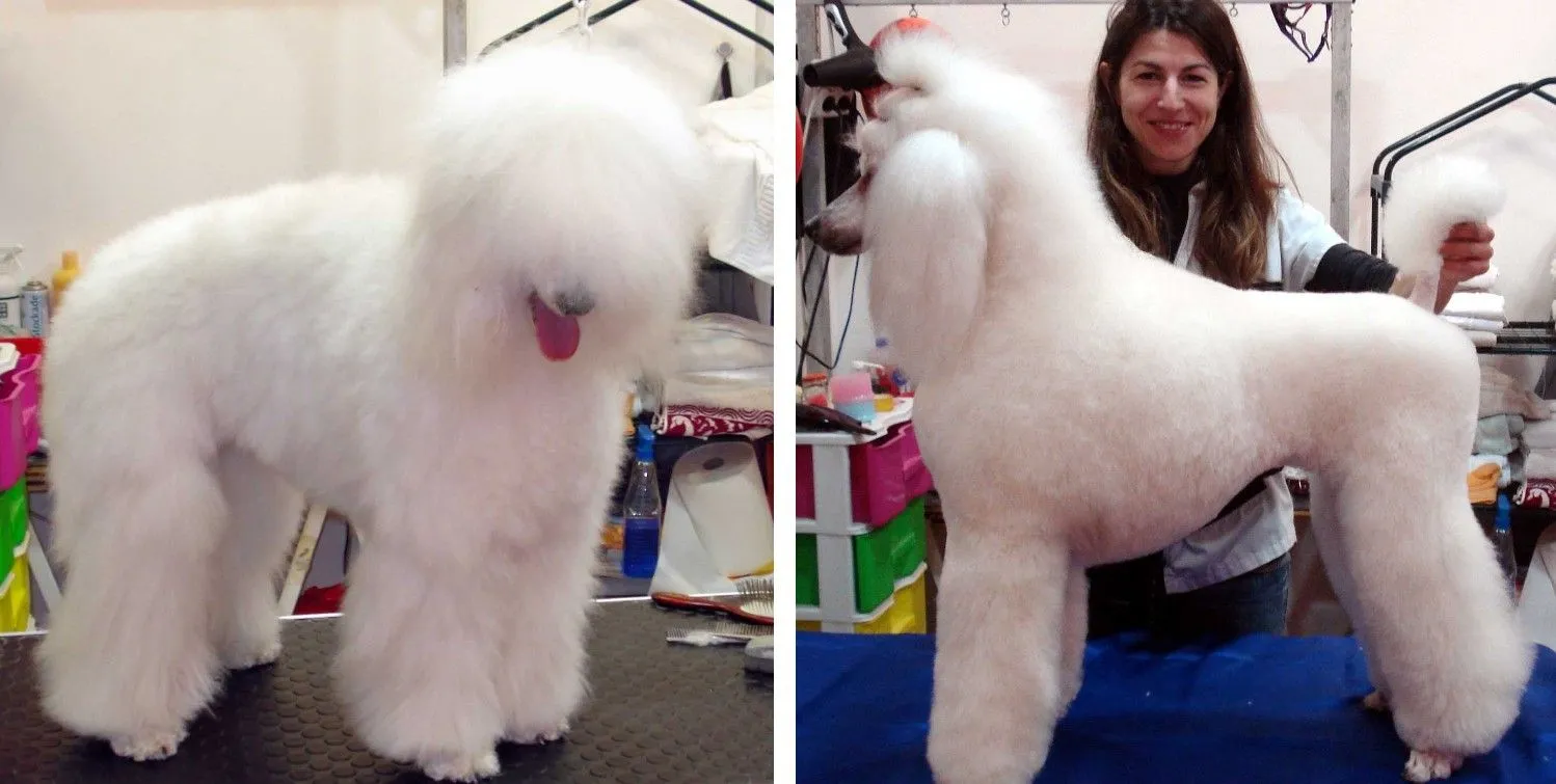 ANTES Y DESPUÉS | SAMI'S PELUQUERÍA Y ESTÉTICA CANINA - CENTRO DE ...