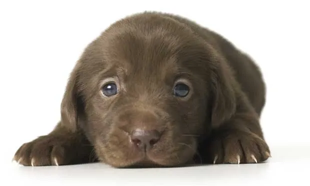 Dessa Marcelino: Os cachorros mais fofos