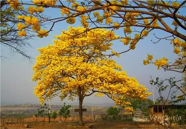 Himno al árbol: ¿recuerdas la letra del Himno al árbol? - Cuando ...