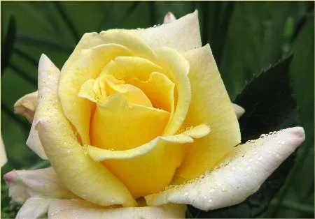 DESTELLOS: ROSAS: SIGNIFICADO DE CADA COLOR DESTELLOS: ROSAS: SIGNIFICADO DE CADA COLOR