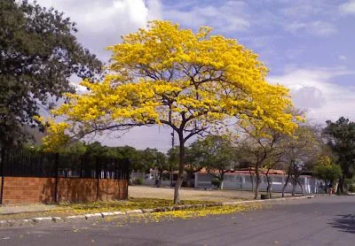 DESTELLOS: VENEZUELA Y SUS SÍMBOLOS NATURALES DESTELLOS: VENEZUELA Y SUS SÍMBOLOS NATURALES