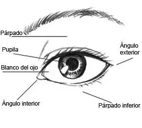 se han detallado las construcciones principales del ojo y sus se han detallado las construcciones principales del ojo y sus