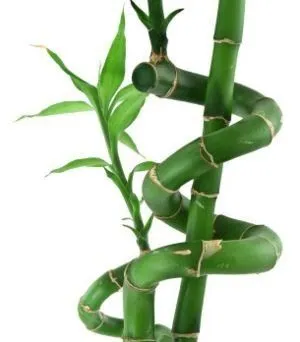detalle de una planta de bambu informese para adquirir estas detalle de una planta de bambu informese para adquirir estas