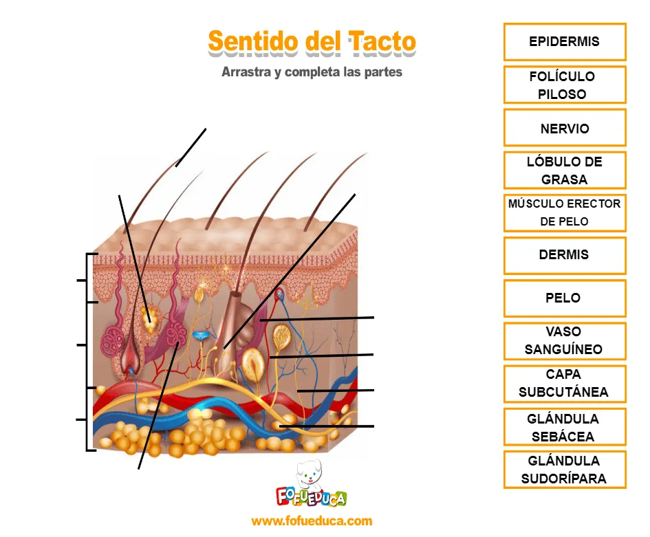 Detalle de Producto PARTES DEL SENTIDO DEL TACTO Detalle de Producto PARTES DEL SENTIDO DEL TACTO