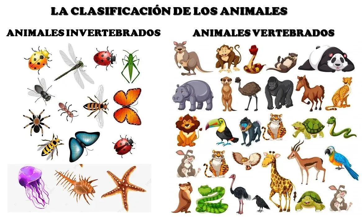 Detalles más de 94 dibujos sobre el reino animal muy caliente - camera.edu.vn Detalles más de 94 dibujos sobre el reino animal muy caliente - camera.edu.vn