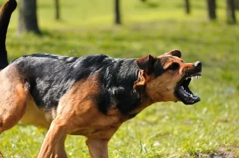 Como detectar y controlar el bullying entre perros