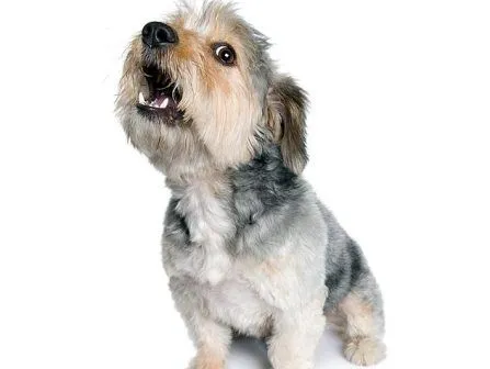 Cómo detener los ladridos de un Schnauzer? » SCHNAUZERPEDIA Cómo detener los ladridos de un Schnauzer? » SCHNAUZERPEDIA