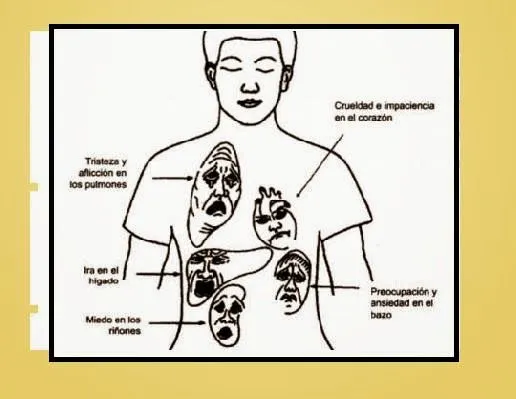 Develando la Salud: Las emociones y los órganos Develando la Salud: Las emociones y los órganos