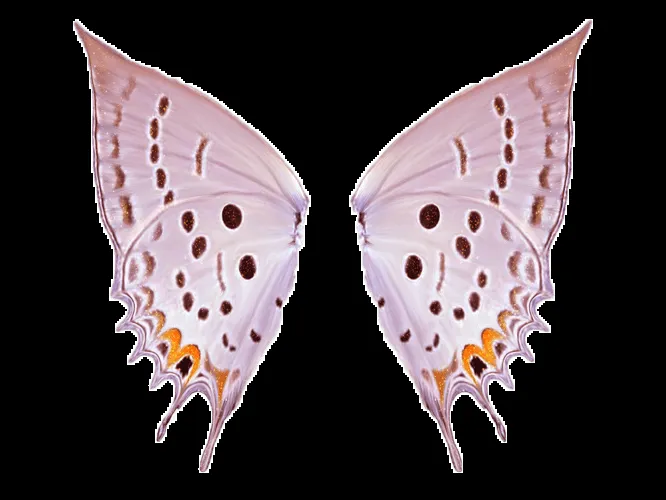 DeviantArt: More Like Alas de mariposa PNG by Walkii DeviantArt: More Like Alas de mariposa PNG by Walkii