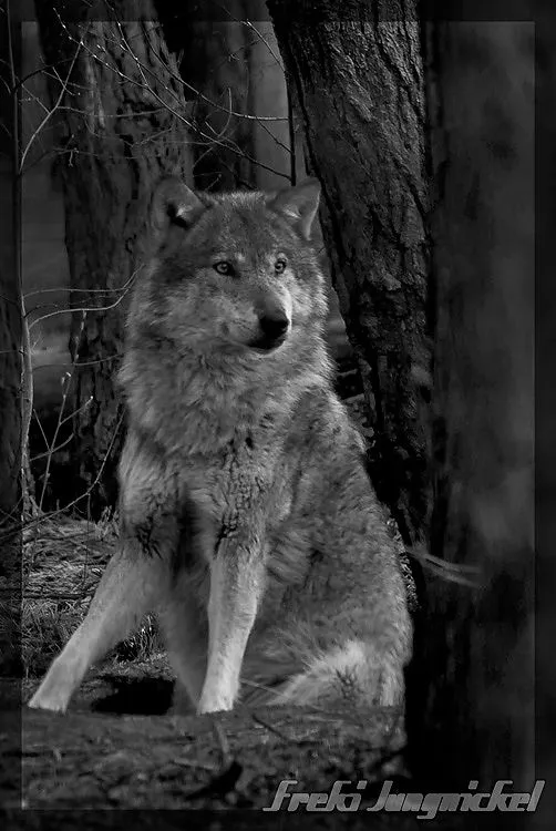 DeviantArt: More Like Sitting Wolf bw by Wodenswolf
